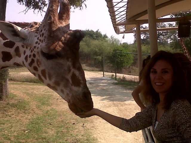 dando de comer a las jirafas